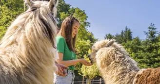 Animaux_Alpagas Animaux_Alpagas