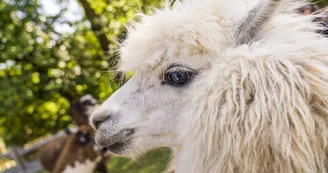 Animaux_alpaga Animaux_alpaga