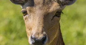 Animaux_daim Animaux_daim