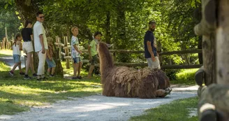Animaux_lamas Animaux_lamas