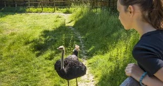 Animaux_Autruches Animaux_Autruches