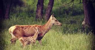 Les Cerfs de la Fardellière - Biche faon Les Cerfs de la Fardellière - Biche faon