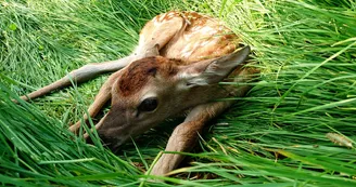 les Cerfs de la fardellière les Cerfs de la fardellière