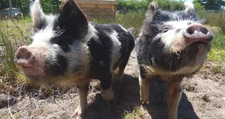 Les cochons nains Kune-Kune, toujours à l'affût ! Les cochons nains Kune-Kune, toujours à l'affût !