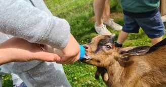 Activité biberonnage des chevreaux (selon la saison) Activité biberonnage des chevreaux (selon la saison)