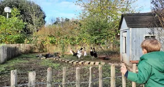 animaux-canard-automne-ferme-pedagogique-turmeliere-lire-oa-osezmauges animaux-canard-automne-ferme-pedagogique-turmeliere-lire-oa-osezmauges