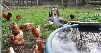 animaux-poule-oie-automne-ferme-pedagogique-turmeliere-lire-oa-osezmauges-(5) animaux-poule-oie-automne-ferme-pedagogique-turmeliere-lire-oa-osezmauges-(5)