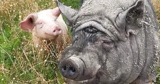 visite-a-la-ferme-la-guyonniere-cochons visite-a-la-ferme-la-guyonniere-cochons