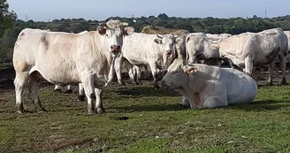 visite-a-la-ferme-la-guyonniere-vaches visite-a-la-ferme-la-guyonniere-vaches
