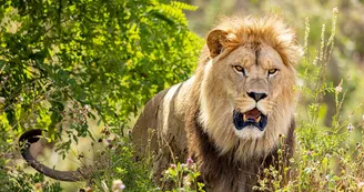 Lion Lion