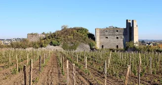 montjean-loire-four-chaux-vigne montjean-loire-four-chaux-vigne