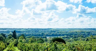 https://reservation.destination-angers.com/medias/images/prestataires/2891804-les_vignobles_de_savennieres_1763846.jpg_2 https://reservation.destination-angers.com/medias/images/prestataires/2891804-les_vignobles_de_savennieres_1763846.jpg_2
