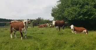 Randier Farm Randier Farm