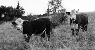 Randier Farm Randier Farm