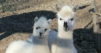 Parc animalier des Gorges de l'Ardèche