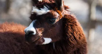 Parc animalier des Gorges de l'Ardèche