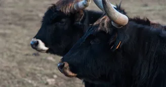 Parc animalier des Gorges de l'Ardèche