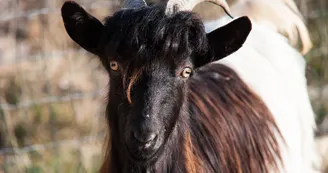 Parc animalier des Gorges de l'Ardèche