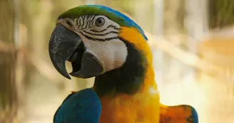 Parc animalier des Gorges de l'Ardèche