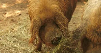 Parc animalier des Gorges de l'Ardèche