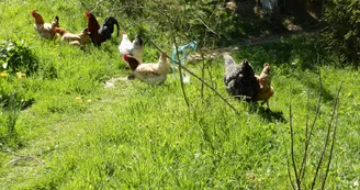 Camping à la Ferme