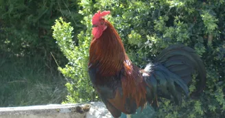 Camping à la Ferme
