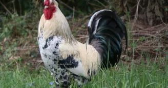 Camping à la Ferme