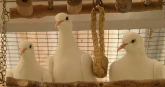 Le sanctuaire des poids plumes Le sanctuaire des poids plumes