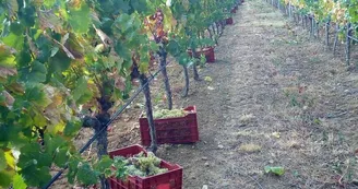 Domaine des Bragalous Domaine des Bragalous