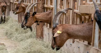 Chèvrerie La Myrtilleraie