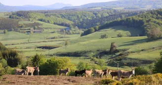 Balade et pique nique au bord de la rivière avec mon âne