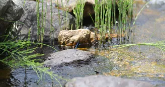 Balade et pique nique au bord de la rivière avec mon âne
