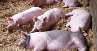Ferme de la Louvèche