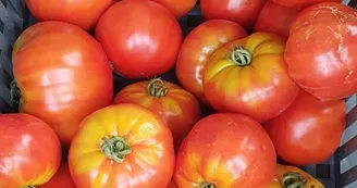 Fruits et légumes BIO - Joël SAUVANT Fruits et légumes BIO - Joël SAUVANT