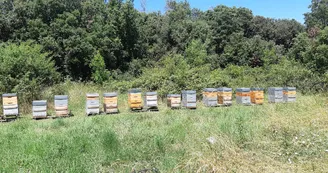 Apiculture - Miel du Tanargue - Grégory Michel Apiculture - Miel du Tanargue - Grégory Michel