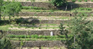 Le safran biologique de Brahic en Ardèche - Bénédicte Boleat Le safran biologique de Brahic en Ardèche - Bénédicte Boleat