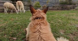 Lamas de là-bas - Balades ludiques et pédagogiques