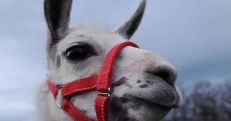 Lamas de là-bas - Balades ludiques et pédagogiques