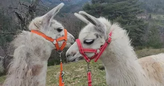 Lamas de là-bas - Balades ludiques et pédagogiques