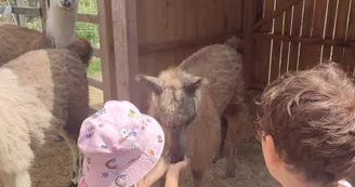 Lamas de là-bas - Balades ludiques et pédagogiques