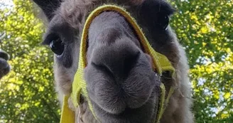Lamas de là-bas - Balades ludiques et pédagogiques