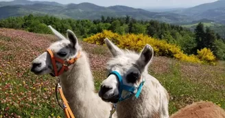 Lamas de là-bas - Balades ludiques et pédagogiques