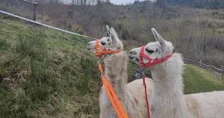 Lamas de là-bas - Balades ludiques et pédagogiques