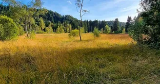 La tourbière du Grand Etang La tourbière du Grand Etang