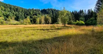 La tourbière du Grand Etang La tourbière du Grand Etang