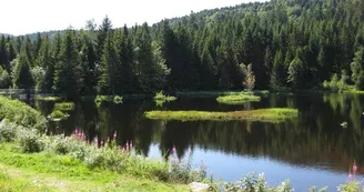 Les tourbières de Lispach et de la Ténine à La Bresse