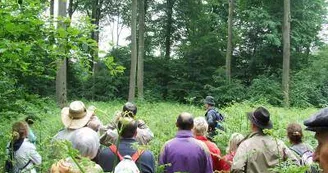 Forêt de la Papiermühle
