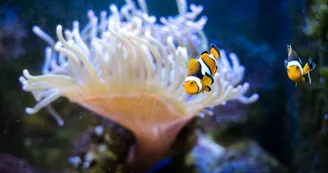 CLOWN+ANEMONE CLOWN+ANEMONE