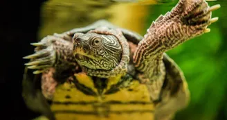 Tortue Aquatique Tortue Aquatique