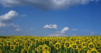 ADTPUCETOURNESOL